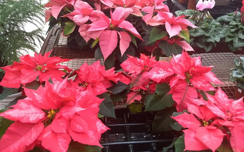 Skillin's Greenhouses — Greenhouse