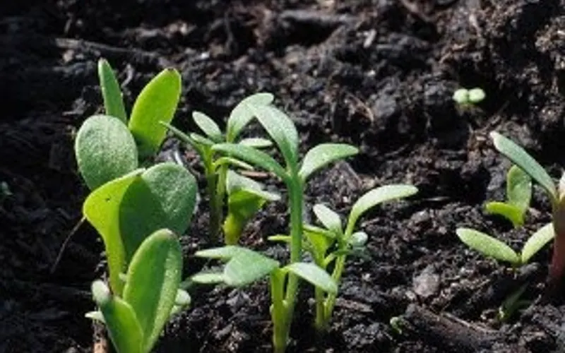 Timber Creek Recycling — Landscaping supply store