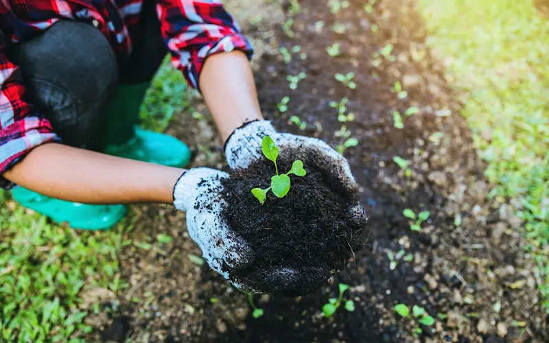 Soil. Mulch . Gravel. Decorative Rocks. Plants. Ho'opomaika'i Farm — Topsoil supplier