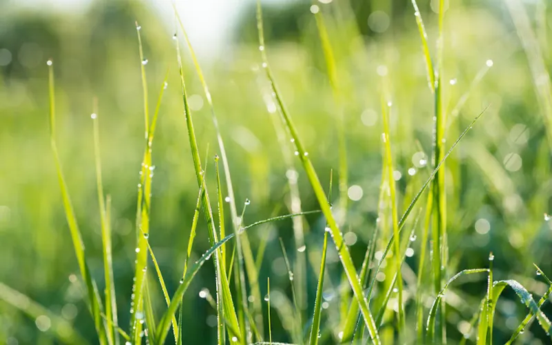 DeMille Turf Farm — Sod supplier