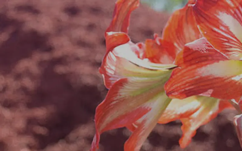 Top Mulch Garden Center — Mulch supplier