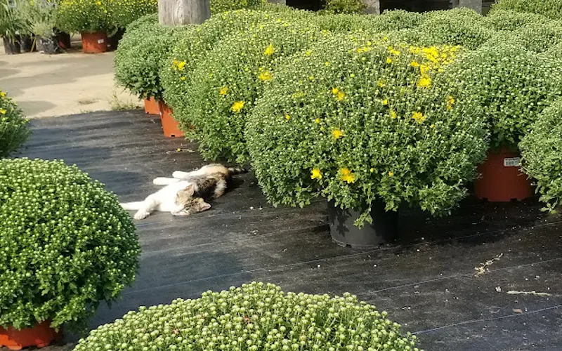 Rico's Plant Farm — Garden center