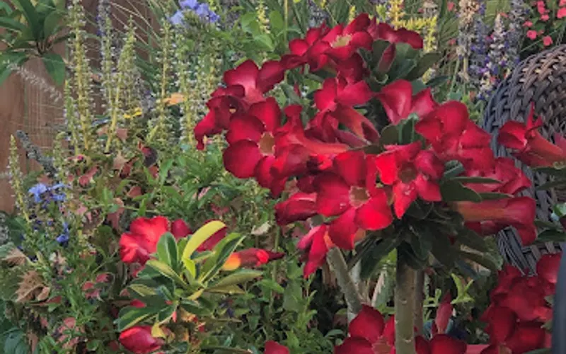 God Art Rock'N Soil — Mulch supplier