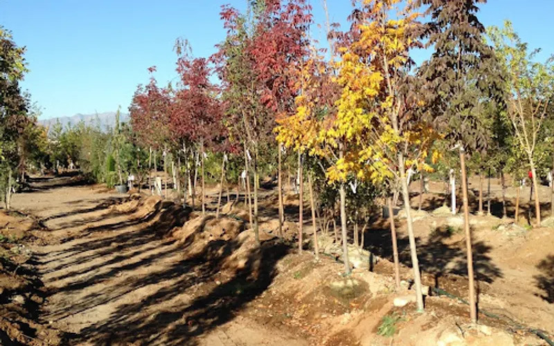 Tri City Nursery South — Wholesale plant nursery