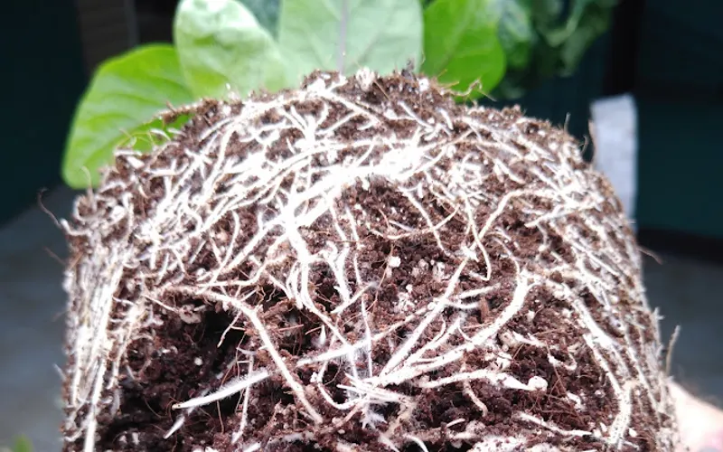 American Grower's Supply (Amgrows) — Garden center