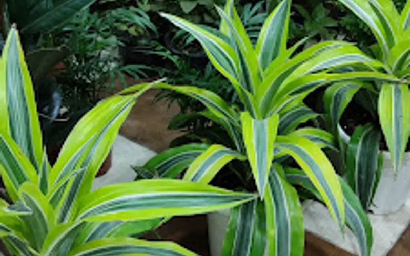 Haegele Nursery & Garden Center — Plant nursery