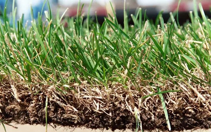 Lake Elmo Sod Farm — Sod supplier