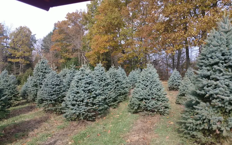 MOUNTAIN CREEK TREE FARM — Mulch supplier