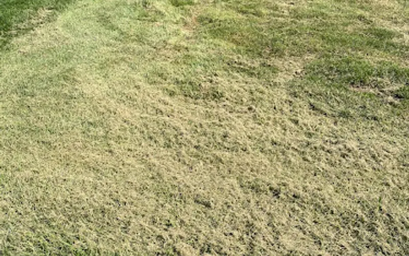 Green Acres Lawn & Landscape — Landscaper
