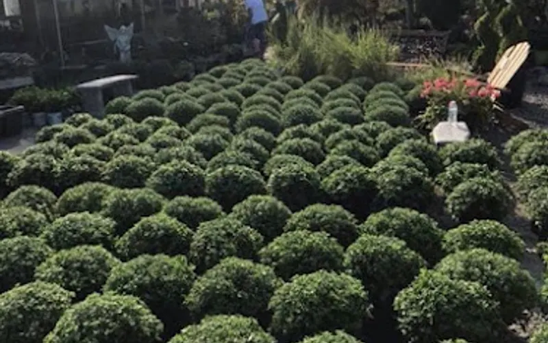 Highland Nurseries — attractions