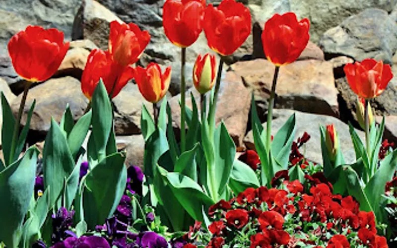 Felicity's Flowers Landscape Design & Installation — Landscape designer