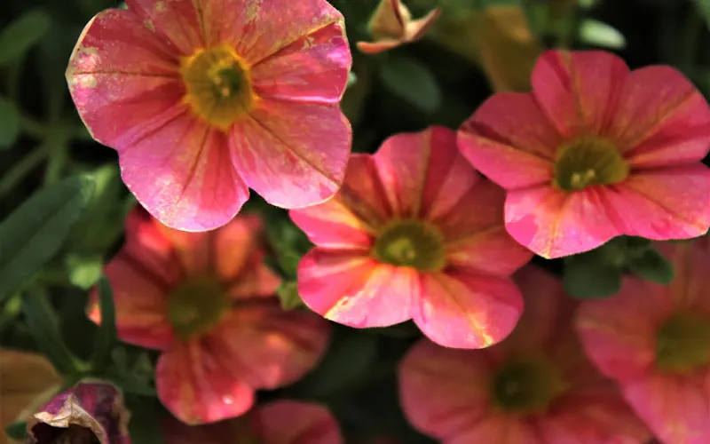 Walton's Greenhouse New Albany — Garden center