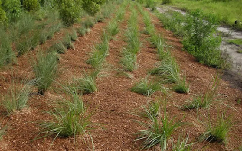E Z Mulch Inc — Mulch supplier