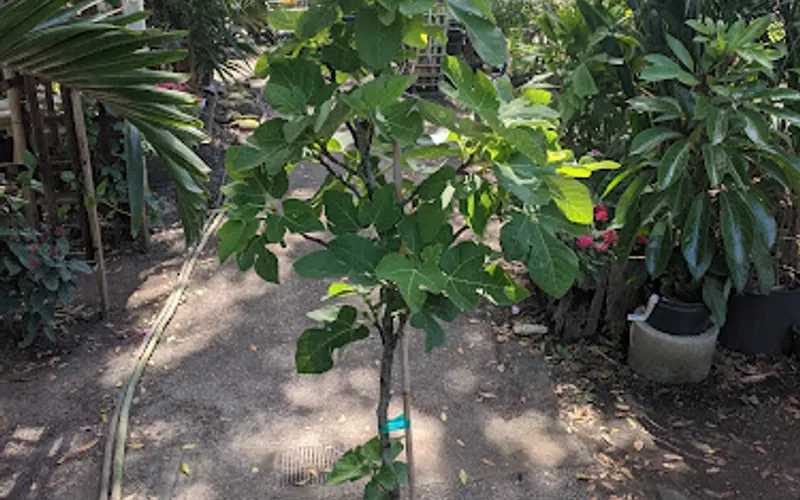 Big League Gardens — Plant nursery