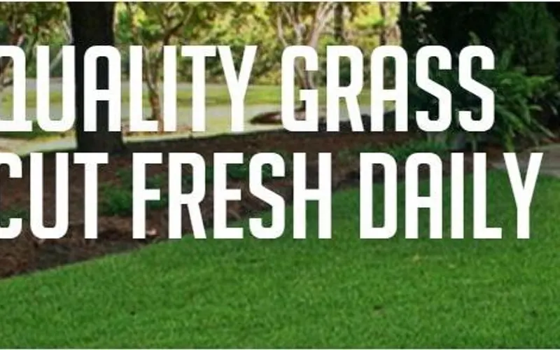 The Sod Lot Gainesville — Sod supplier