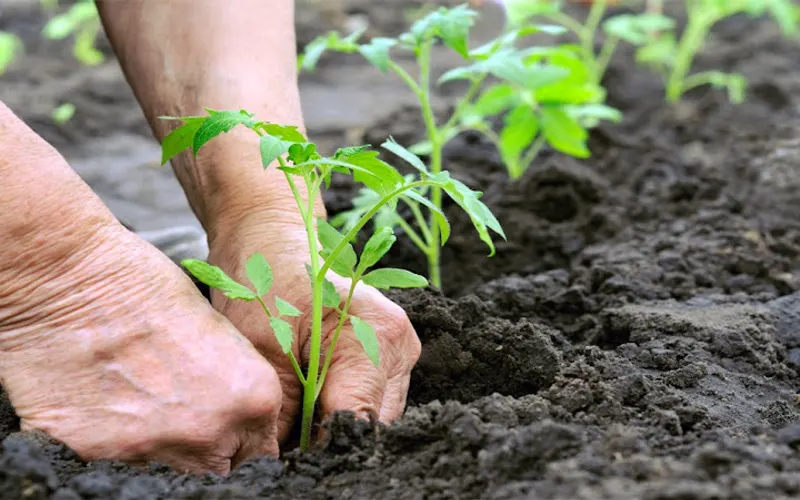 Earth Tech South Inc. — Landscaping supply store