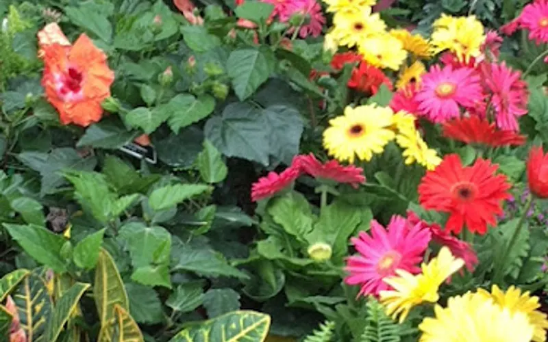 Bruno Landscape & Nursery — Garden center