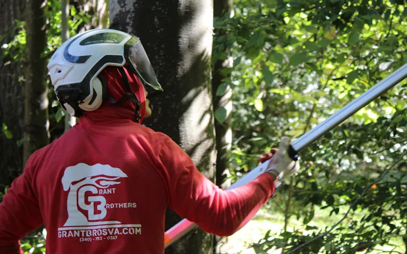 Grant Brothers Tree Service — Tree service
