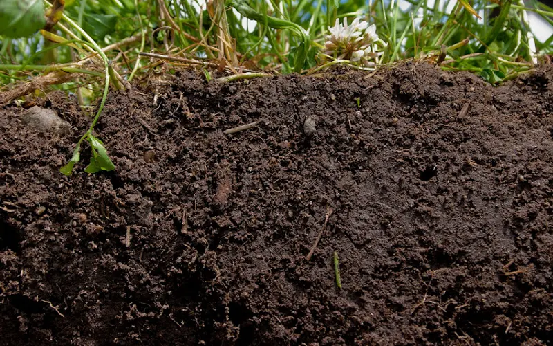 M & B Cockerham Inc — Topsoil supplier