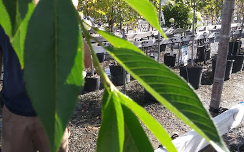 Stauffers of Kissel Hill Home & Garden Store — Garden center