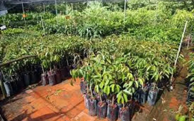 A J Vicino & Sons Nursery — Garden center