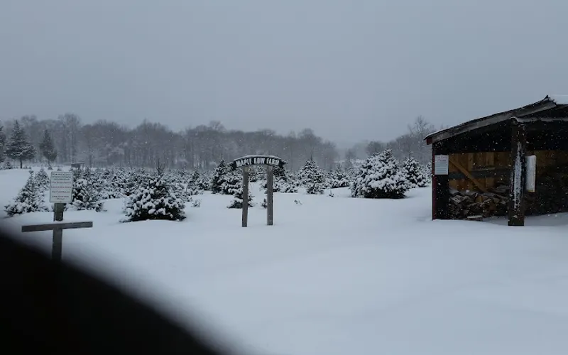 Maple Row Farm — Christmas tree farm