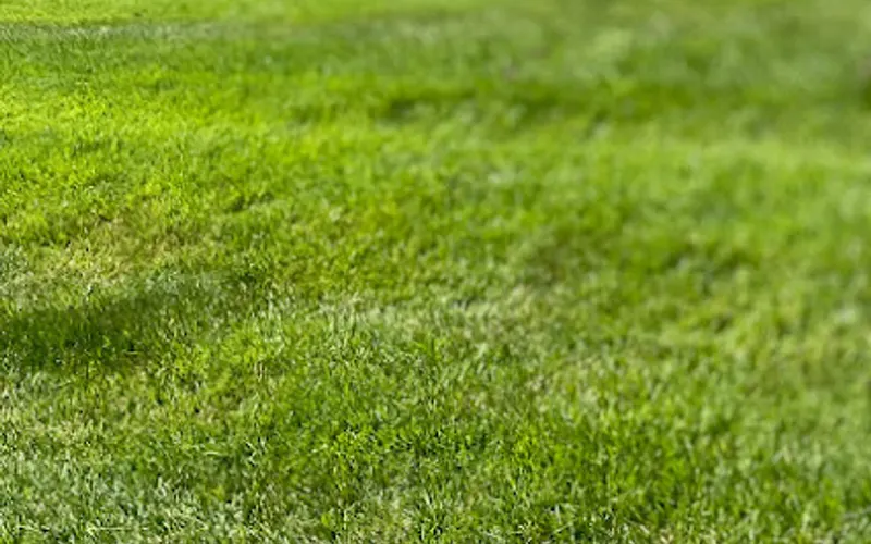 Making Solid Ground Lawn Care Inc — Lawn care service