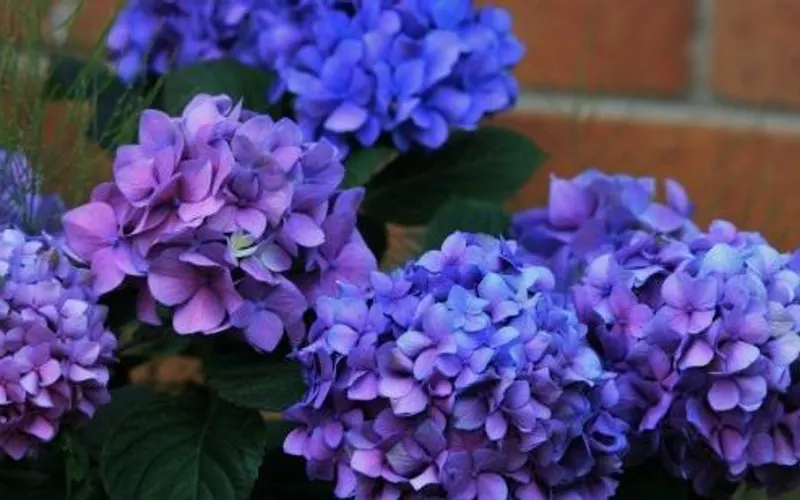 Enchanted Gardens — Garden center
