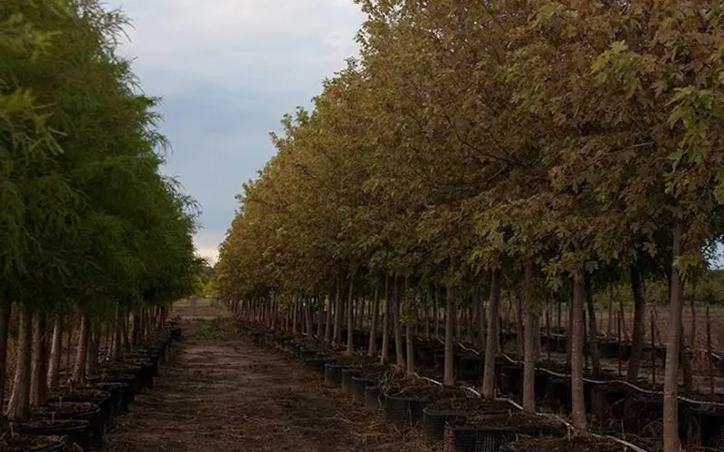 GreenShade Trees LLC. — Landscaper