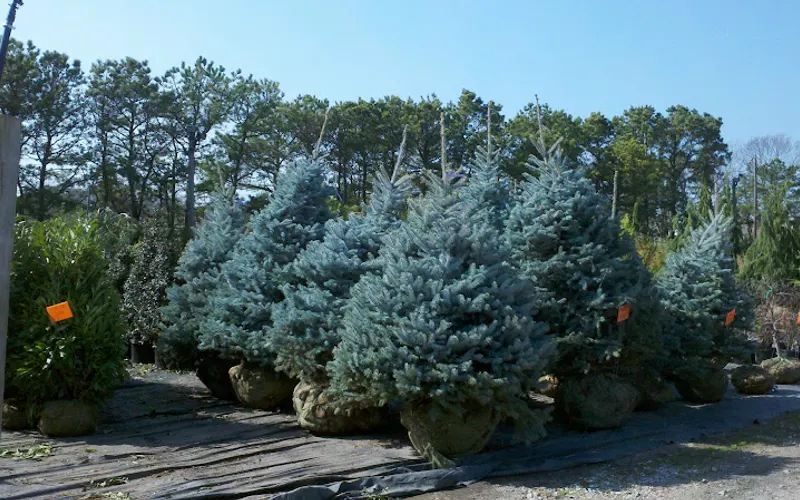 The Nursery at Bay Gardens — Garden center