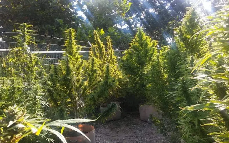SoHum Living Soils | Agricultural Service Denver, Co — Agricultural service