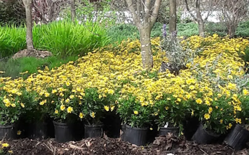 Sweet Peet of Wilton — Topsoil supplier