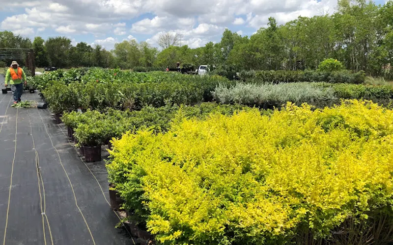 Rivera's Wholesale Nursery — Plant nursery