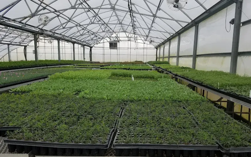 Wilson Nurseries, Inc. — Wholesale plant nursery