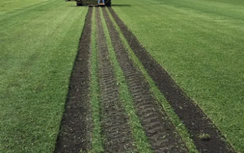 Gulf Coast Turf Farms — Sod supplier