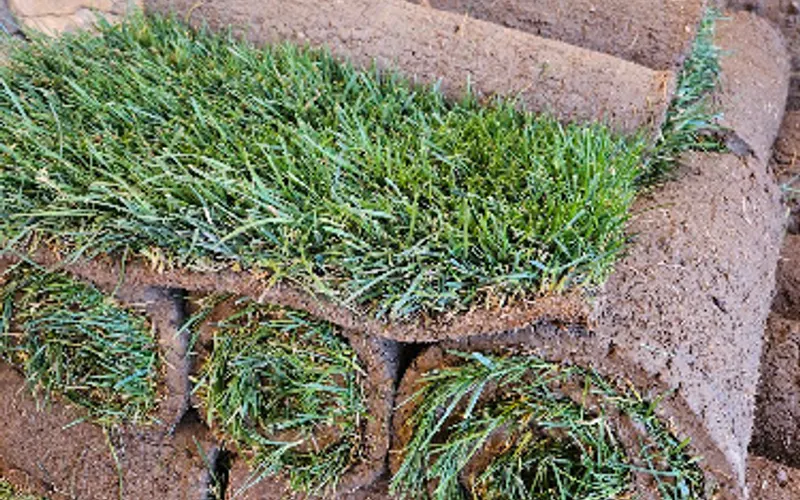 Dayton Valley Turf — Sod supplier