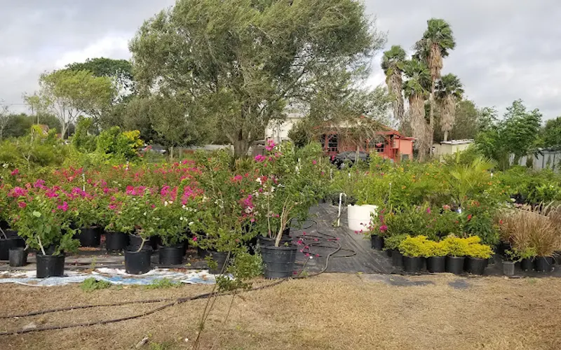 EverBeauty Nursery — Plant nursery