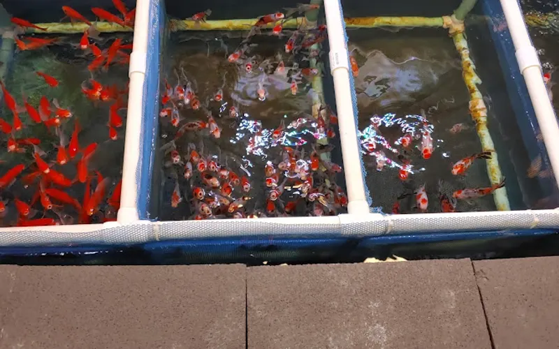 The Water Garden DBA AquaNooga — Garden center
