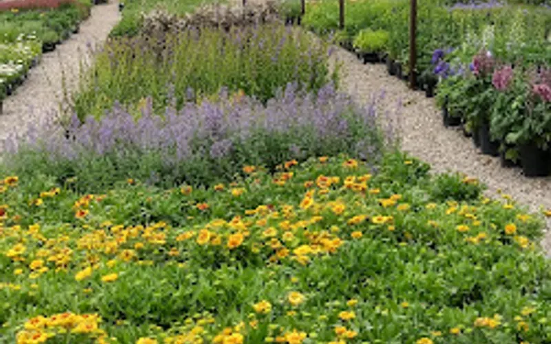 Mountain View Tree Farm & Nursery — Garden center