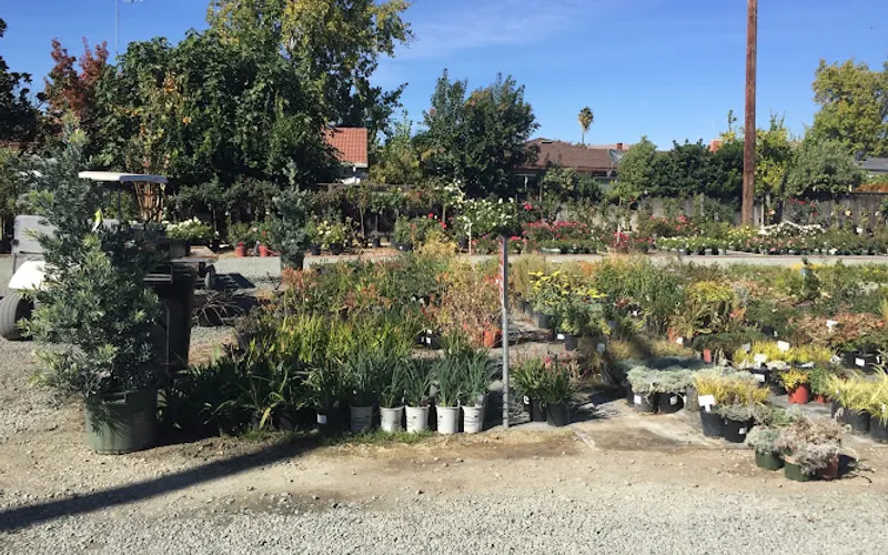 Capitol Wholesale Nursery, Inc. — Wholesale plant nursery
