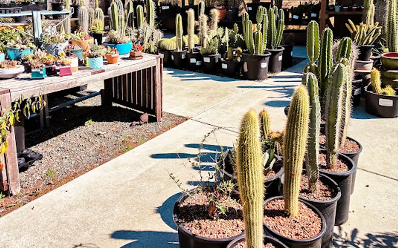 Cactus Jungle Nursery and Garden — Plant nursery