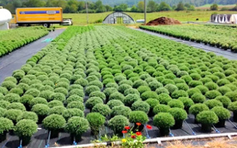 Barky Beaver Mulch Inc — Mulch supplier