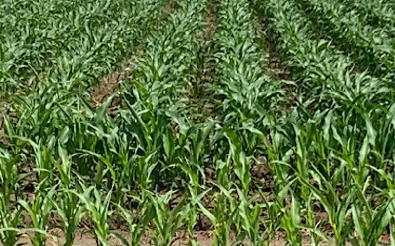 Revolution Soil and Seed — Topsoil supplier