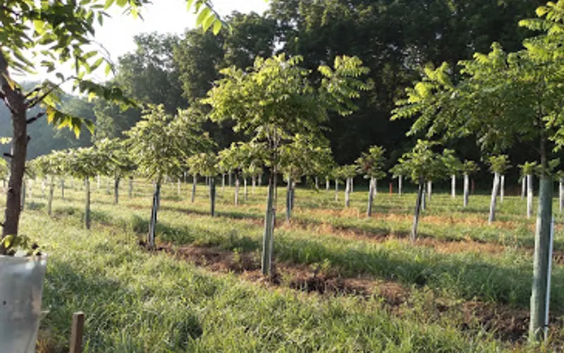 Morse Nursery — Plant nursery