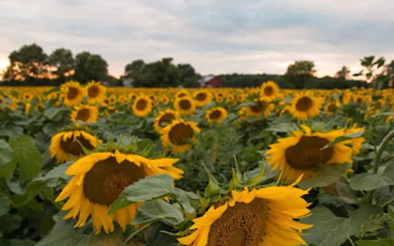Fresh Aire Farms — Farm
