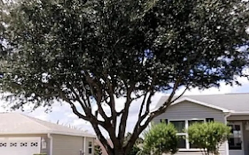 BC Tree Service & Landscaping — Tree service