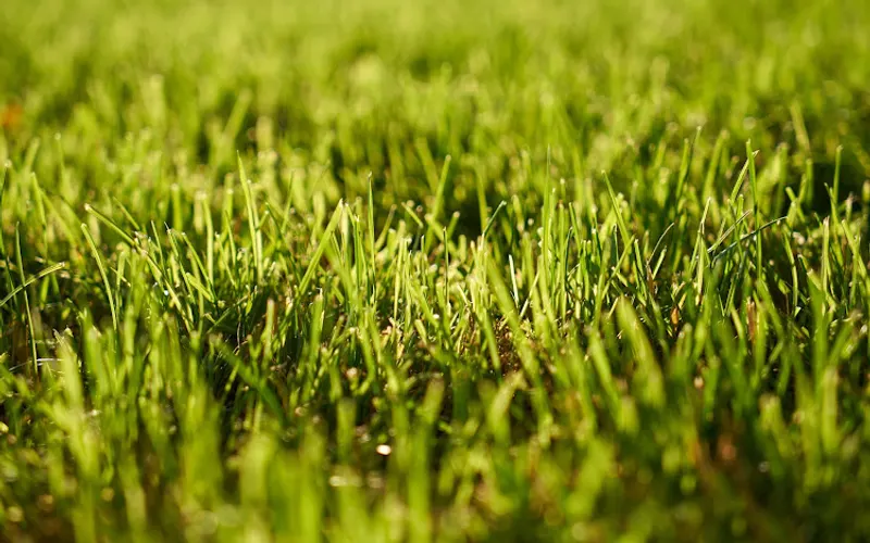 Calera Lawn Care & Landscaping by Deep Green Lawn Care — Lawn care service
