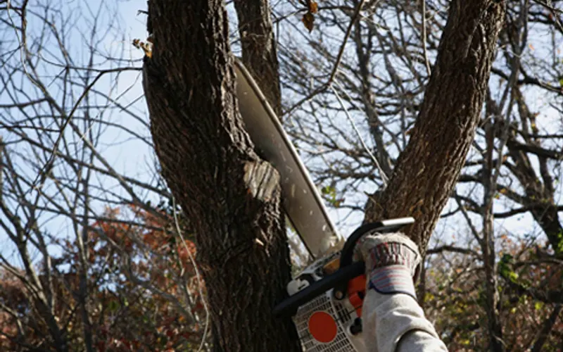 Southern Tier Tree & Lawn — Tree service