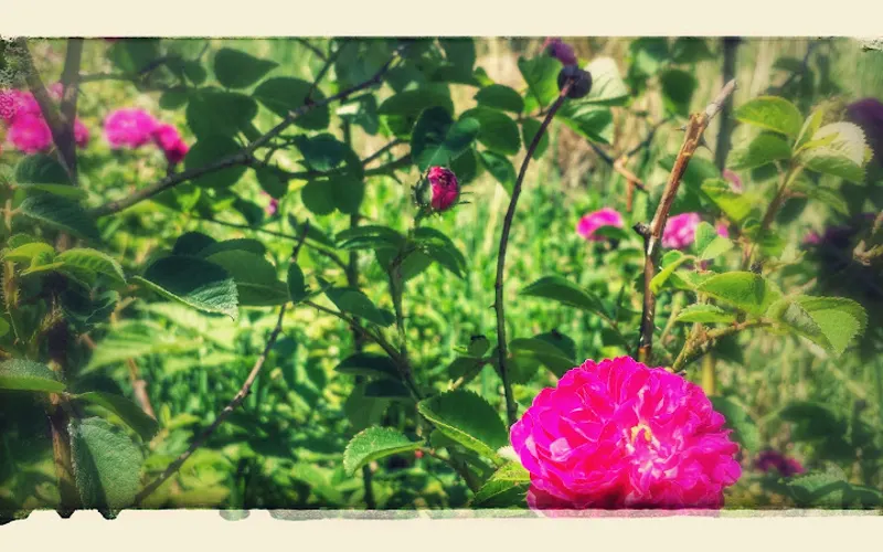 Payne's Organic Soil Yard — Garden center