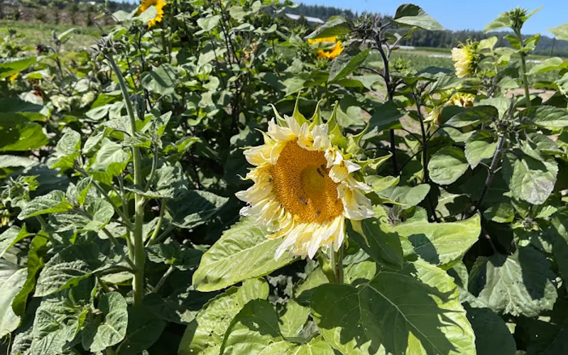 Bailey Compost — Topsoil supplier